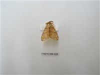 藏品(波斑毒蛾)的圖片